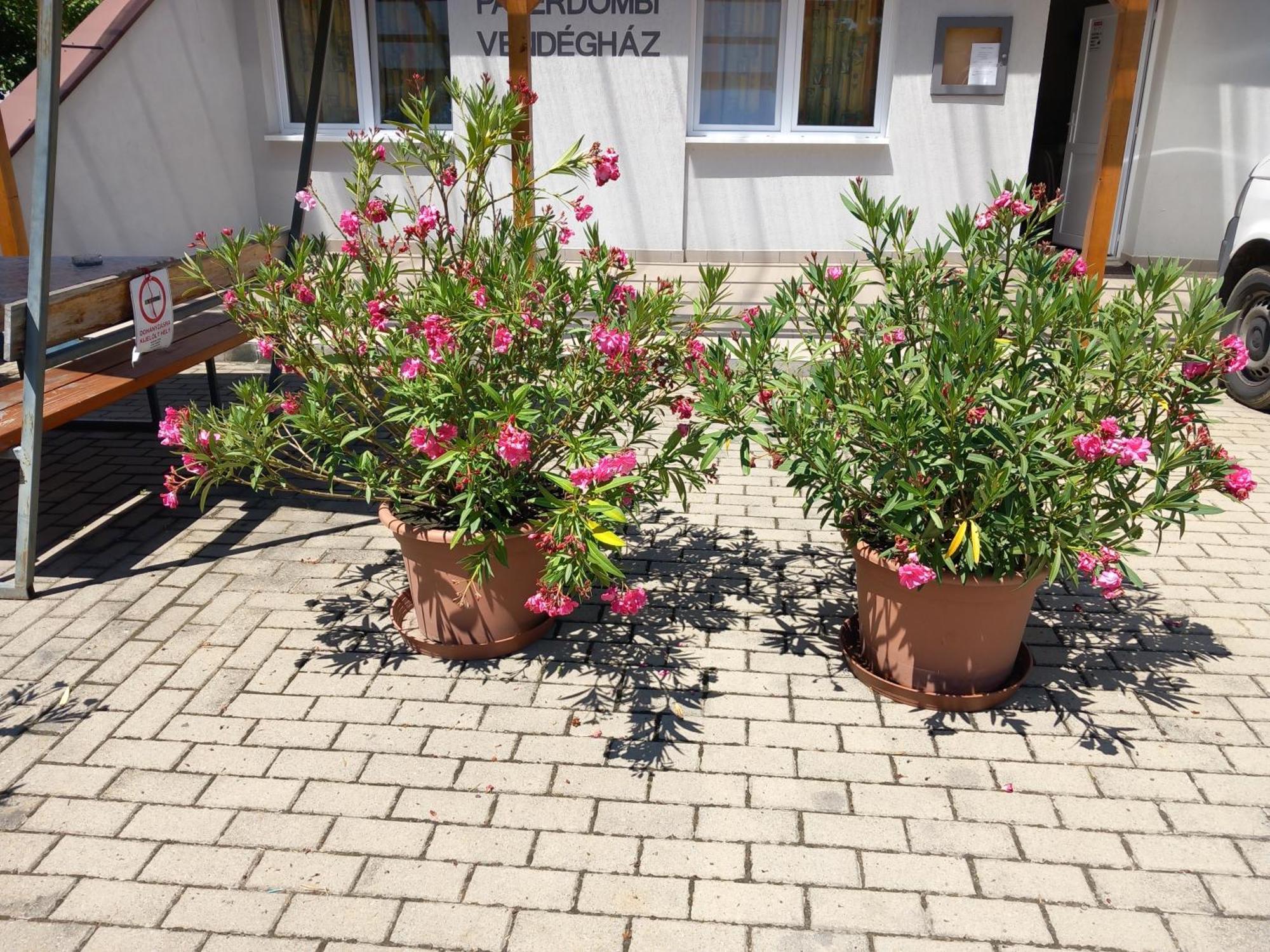 Páterdombi Vendégház Zalaegerszeg Exterior foto